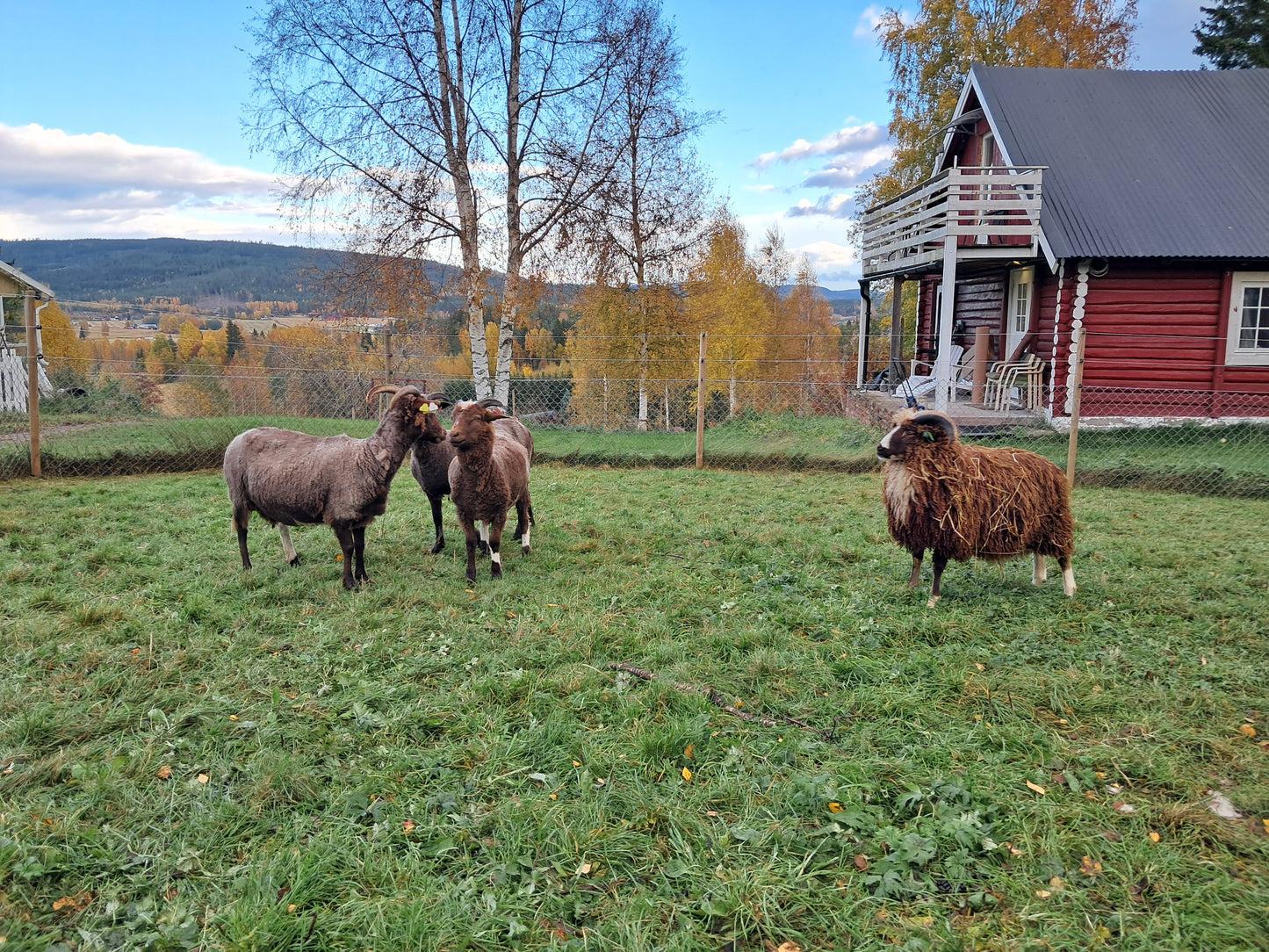 Brun kardet ull av gammelnorsk spæl (pr. 100 gram)